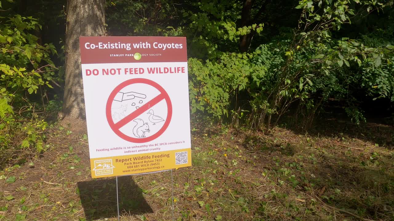 在斯坦利公园，由于土狼的攻击，不要喂野生动物视频下载