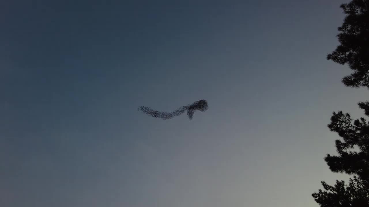 美丽椋鸟在黄昏跳舞的4K视频视频素材