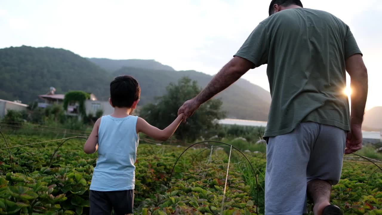 夕阳西下，父亲牵着儿子的手穿过田野视频素材