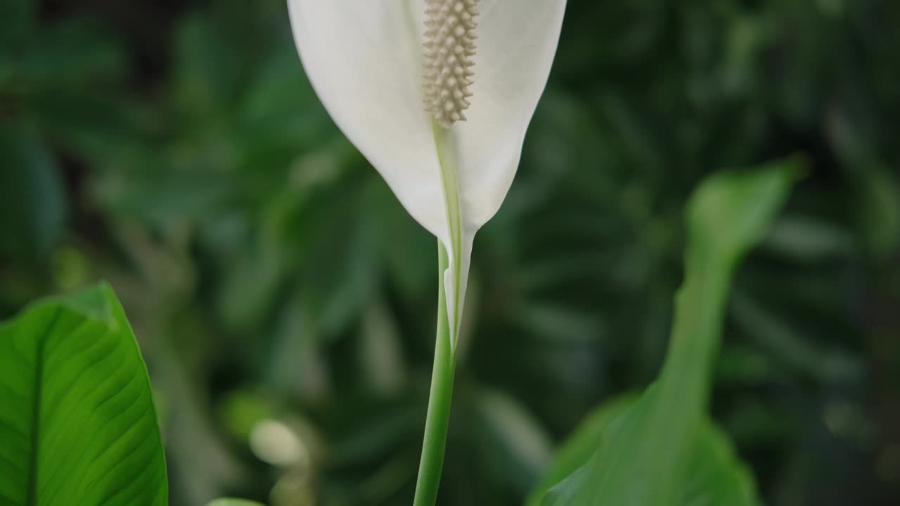 家美丽植物鸡血藤。白色的花视频下载