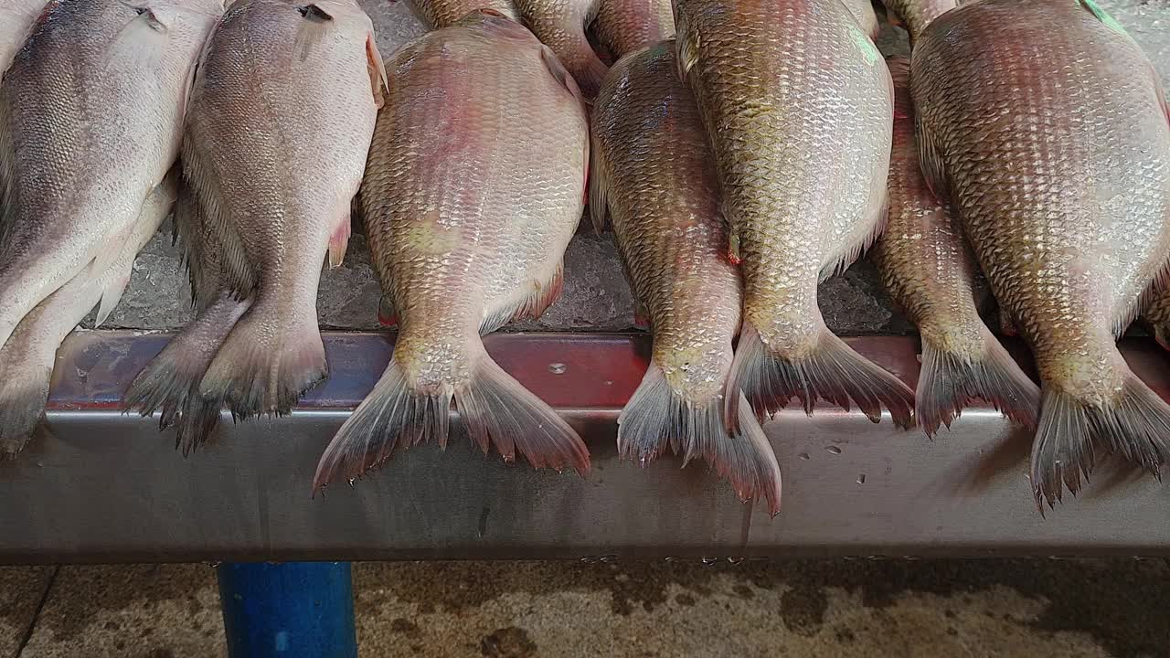 在Ver-o-Peso市场出售的鲜鱼(Belém do Pará)视频素材