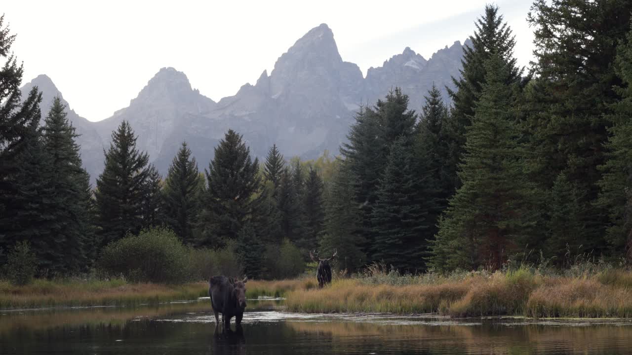 WS 4K拍摄了一只巨大的公驼鹿与母牛(Alces Alces)通过一个池塘接近相机，背景是提顿山脉视频素材