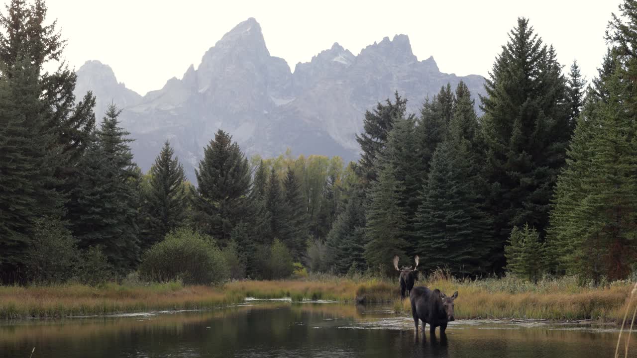 WS 4K拍摄了一只巨大的公驼鹿与母牛(Alces Alces)通过一个池塘接近相机，背景是提顿山脉视频下载