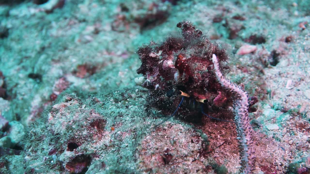 水下野生寄居蟹的望远镜般的眼睛视频素材