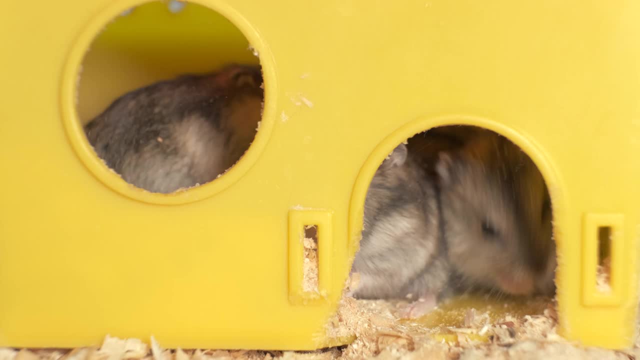 黄色笼子里的灰色小仓鼠。视频素材