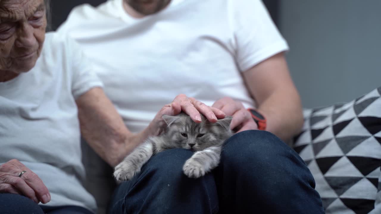 老年妇女温柔地抚摸着可爱的灰色苏格兰直猫在沙发上，在监护人。动物治疗。一位祖母和一个成年的孙子在抚摸着一只宠物视频下载