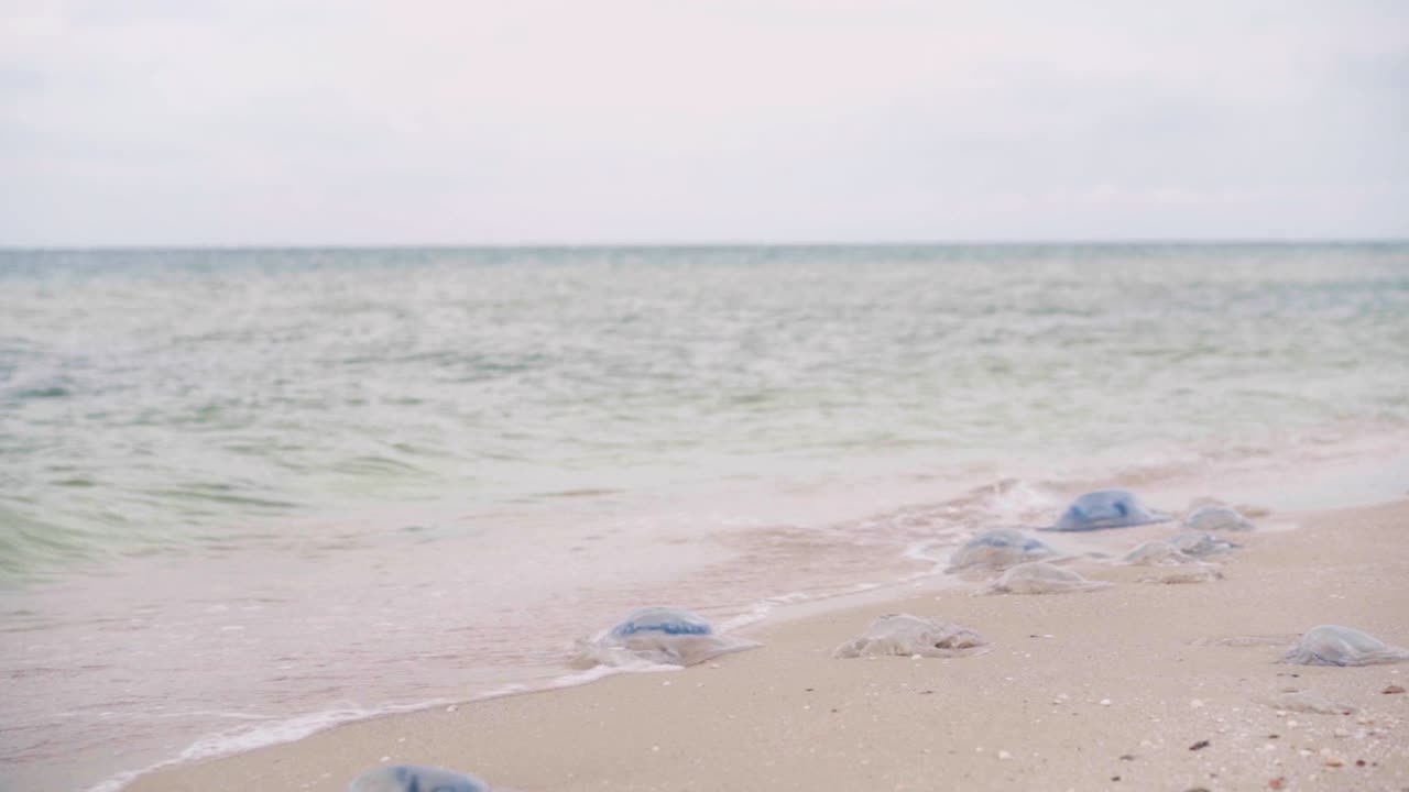 海滩上的许多死水母浅水角水母和奥雷里亚水母在沙滩上和水中。视频素材