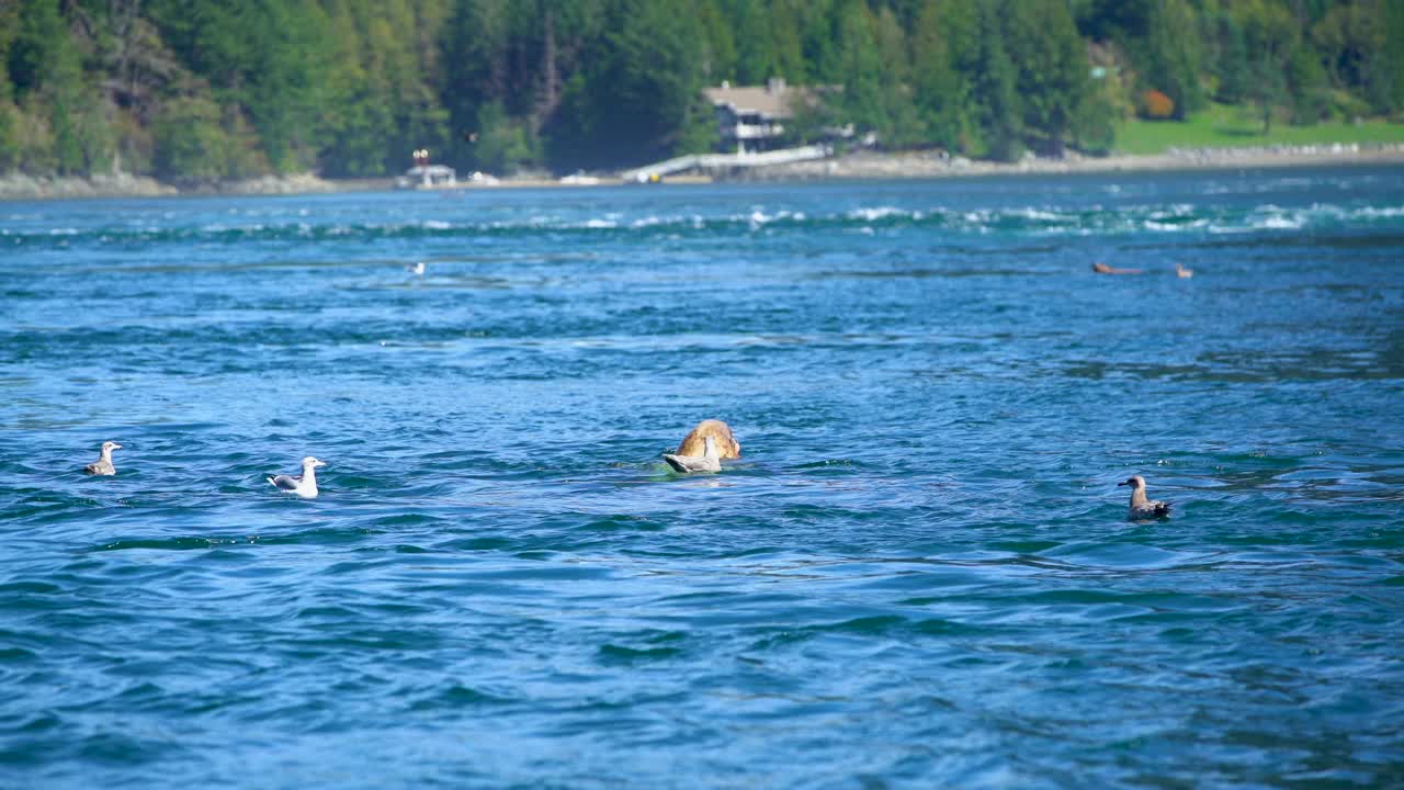 加拿大海狮在太平洋不列颠哥伦比亚省吃章鱼视频素材