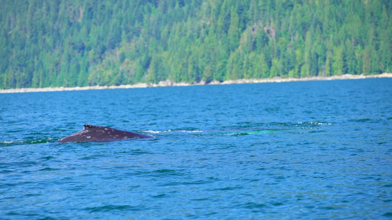 北美座头鲸在海岸入口游泳视频素材