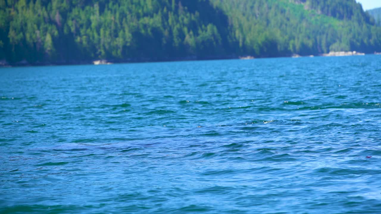 一对座头鲸在北太平洋水域游泳视频素材