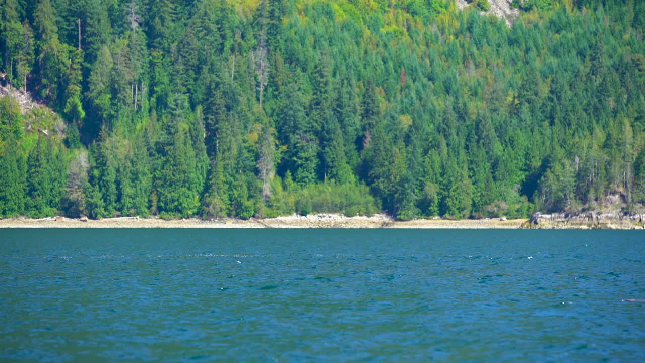 座头鲸在加拿大北太平洋水域游泳视频素材