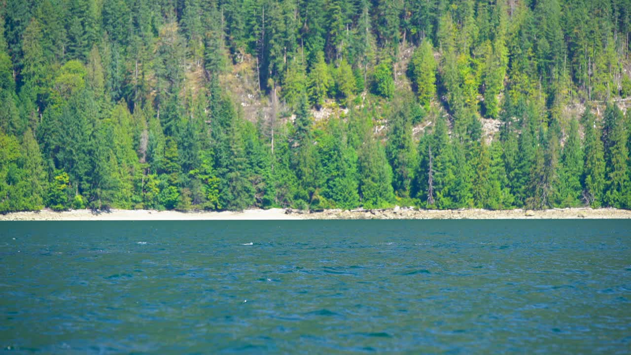 加拿大沿海水域座头鲸靠近海岸视频素材