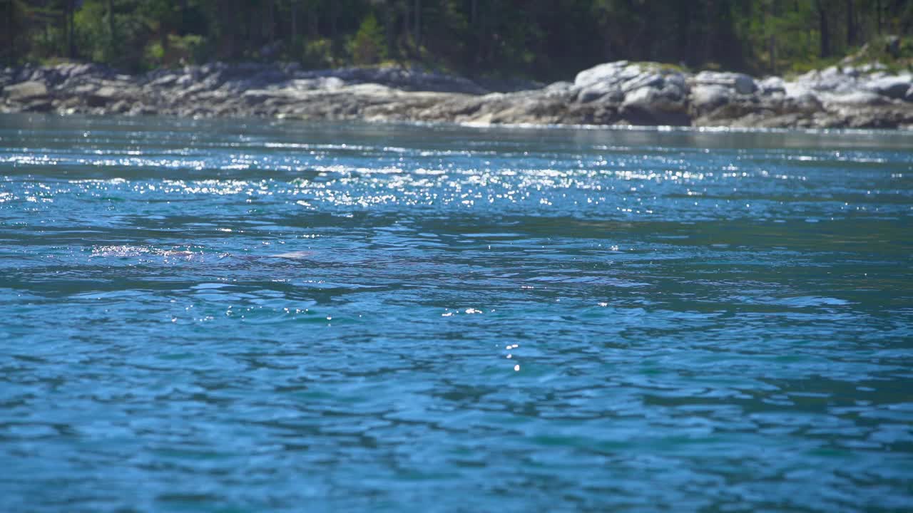 加拿大海狮游泳太平洋不列颠哥伦比亚省视频素材
