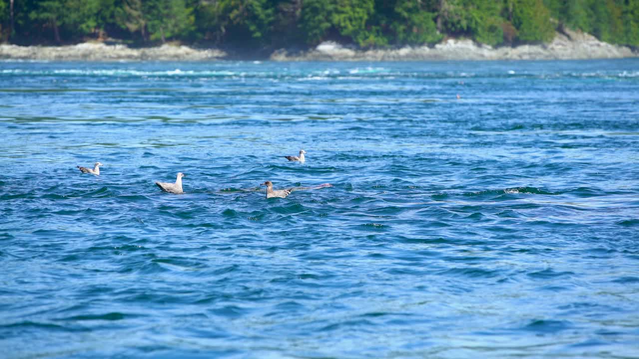 加拿大海狮在太平洋不列颠哥伦比亚省吃章鱼视频素材