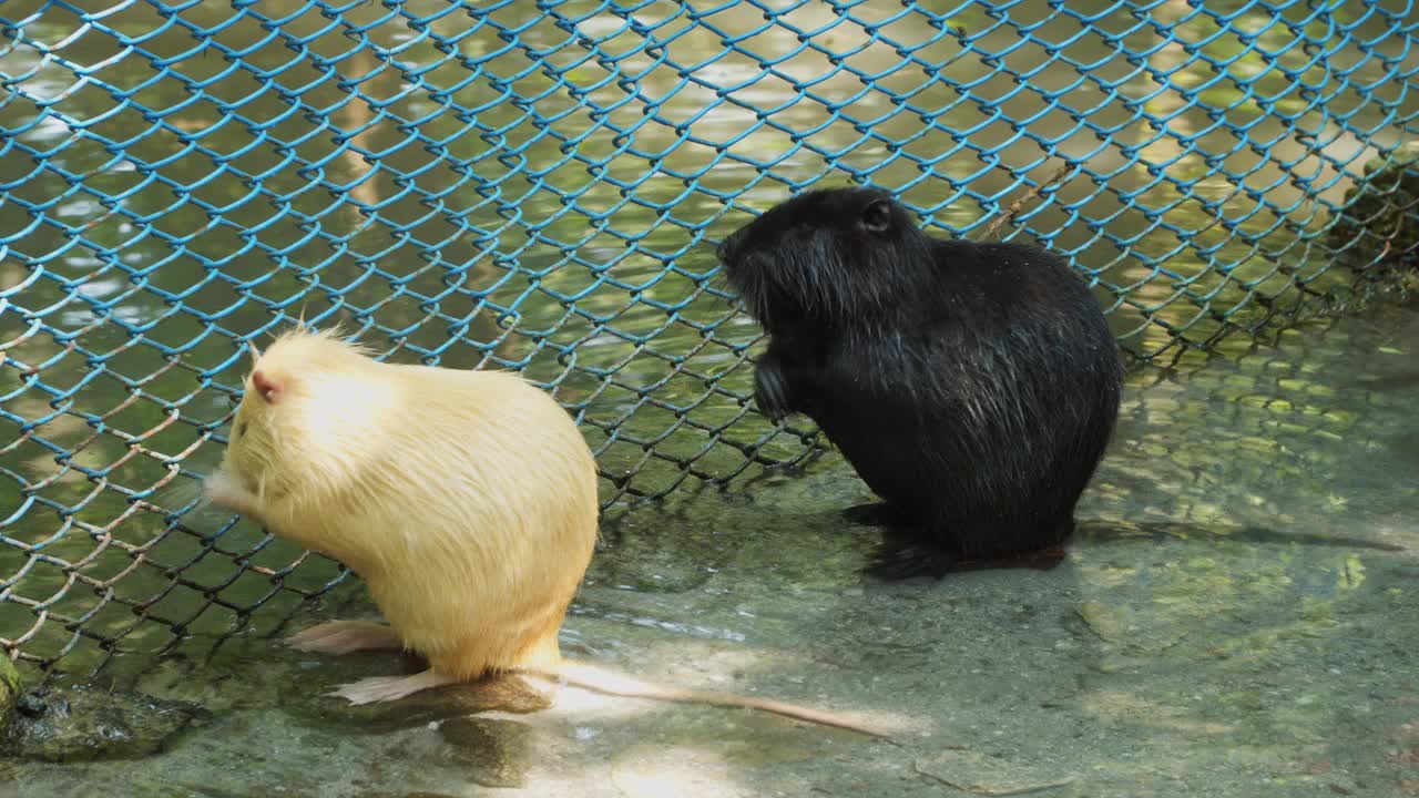 黑色和黄色的海狸鼠清洗它们的皮毛视频素材