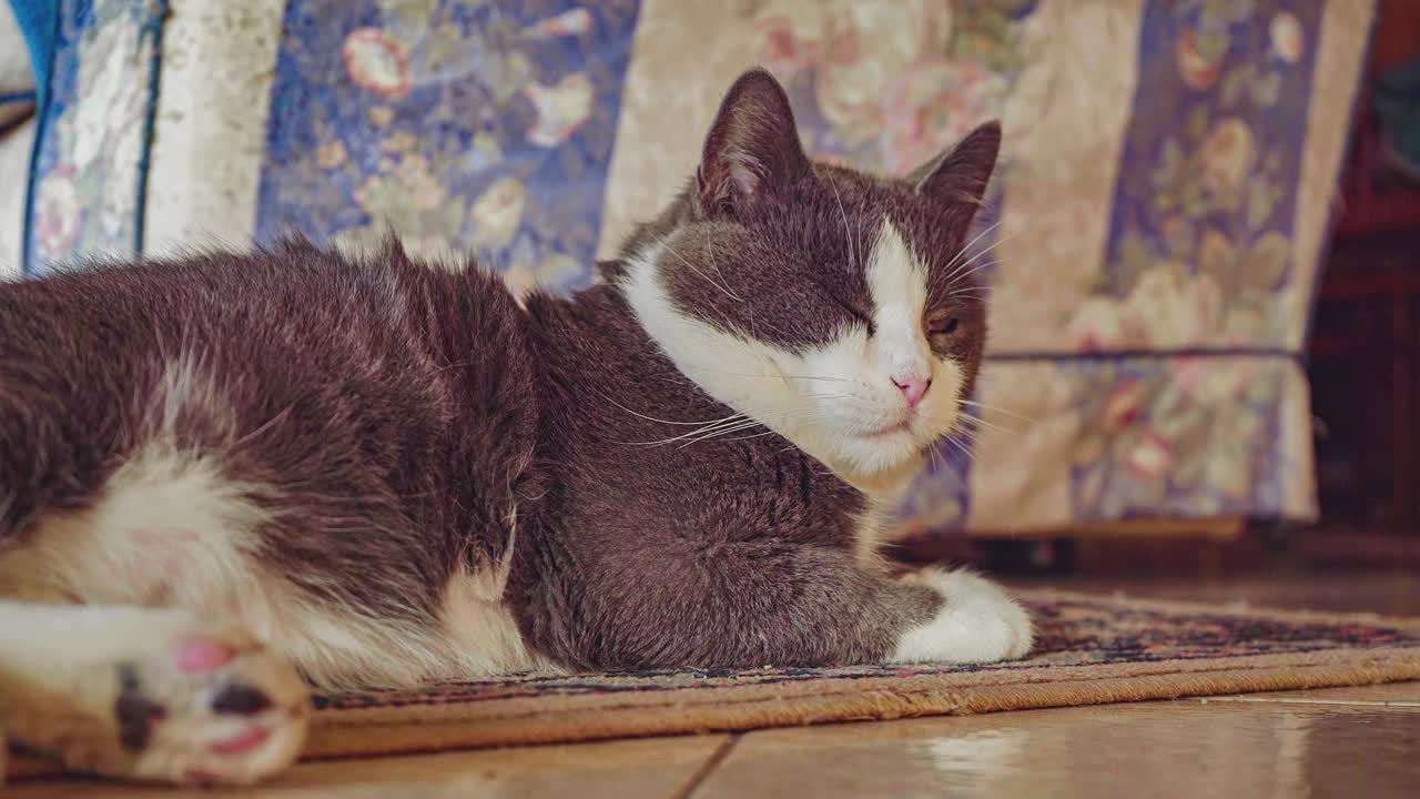 可爱的猫躺在家里的地上视频下载