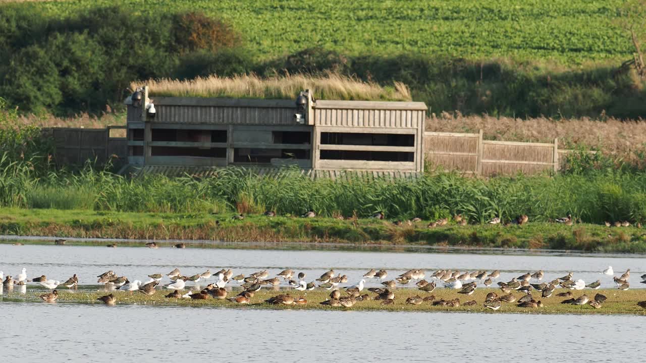 下海克雷自然保护区的田凫、黑尾塍鹬和鸭子;诺福克;英国，一只鸟藏在背后。视频素材
