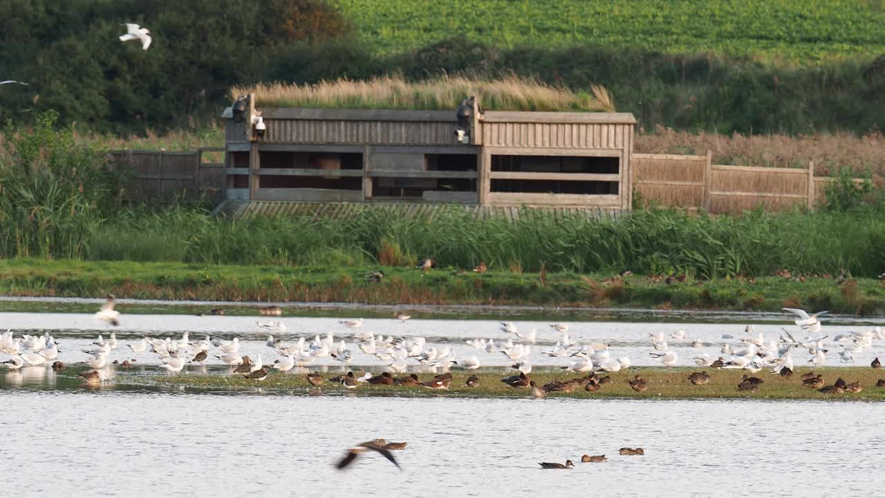 下海克雷自然保护区的田凫、黑尾塍鹬和鸭子;诺福克;英国，一只鸟藏在背后。视频素材