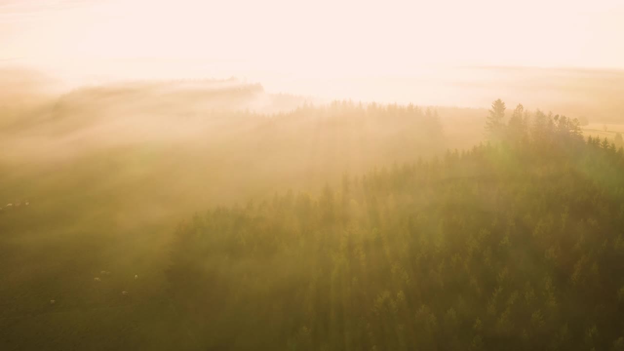 在清晨的大雾中，森林上空的航拍镜头视频素材