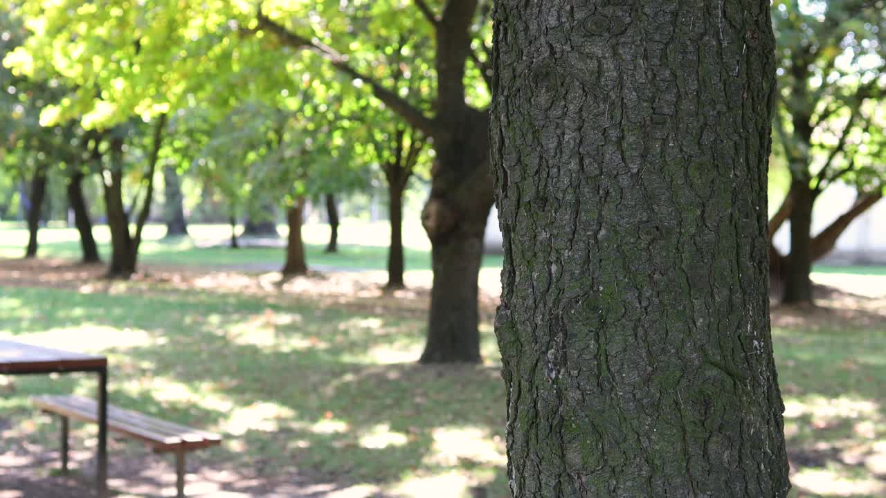 一个人把走失的狗的海报钉在树上视频下载