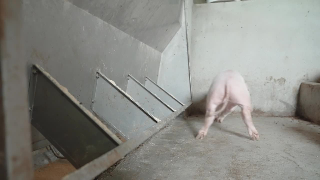 养猪场视频素材