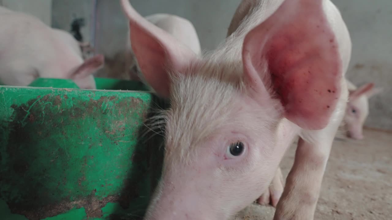 养猪场视频素材
