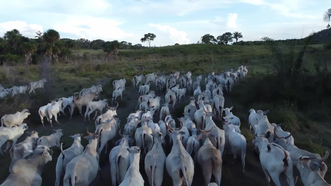 鸟瞰图内洛尔牛在巴西绿色牧场上。视频素材