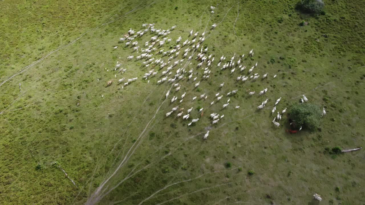 鸟瞰图内洛尔牛在巴西绿色牧场上。视频素材