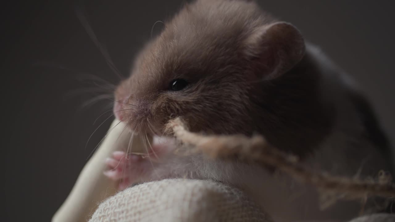 可爱的小叙利亚仓鼠在近景咀嚼绳子，玩耍和乐趣的棕色背景，而坐在舒适的床上视频素材
