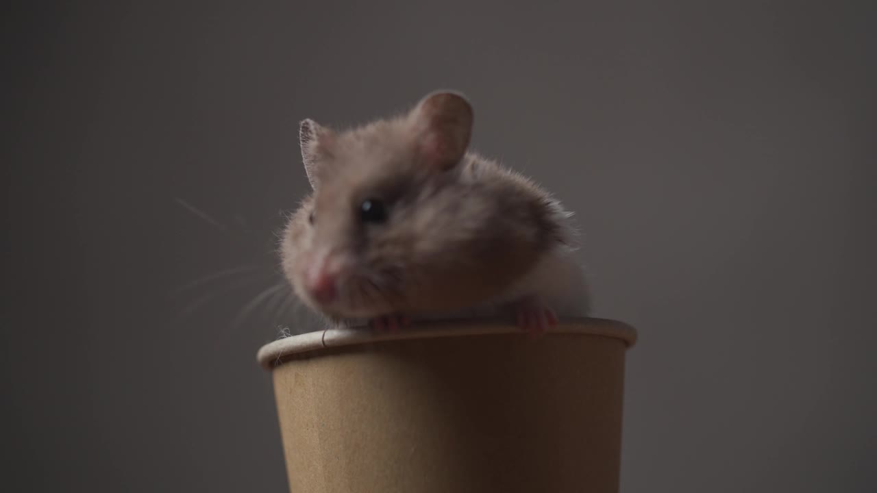 甜美的叙利亚仓鼠在咖啡杯，舔手和清洁，向下看棕色背景在工作室视频素材