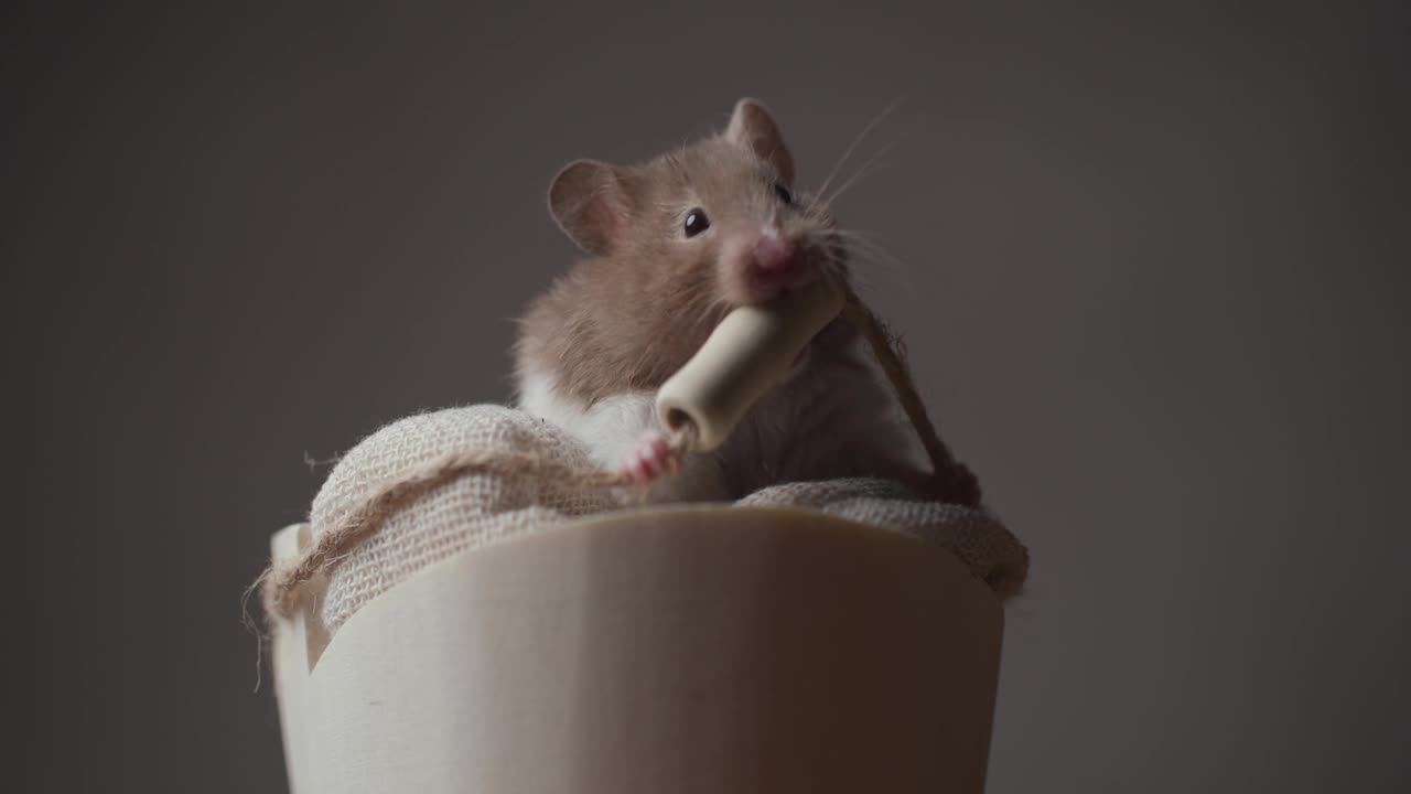 有趣的金色小仓鼠坐在一个篮子里，嚼着绳子，在工作室的棕色背景上玩得很开心视频素材