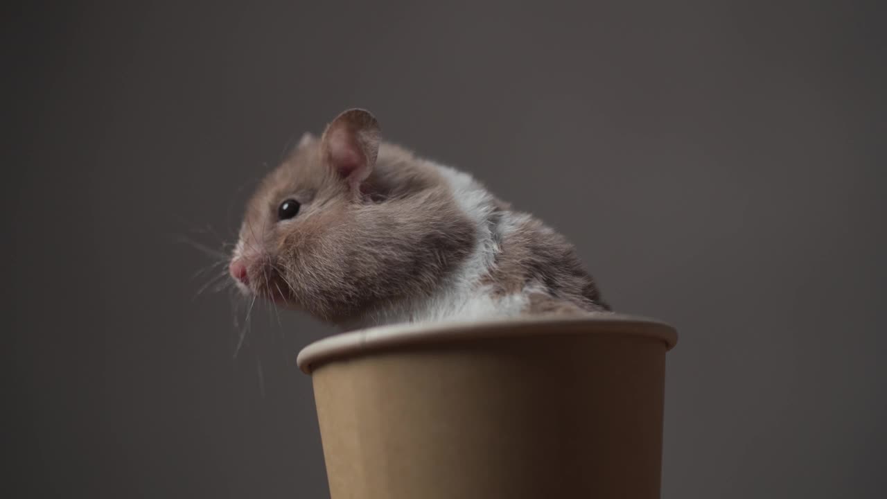 可爱的金色小仓鼠坐在杯子里，看向一边，移动鼻子，在工作室的棕色背景上嗅视频素材