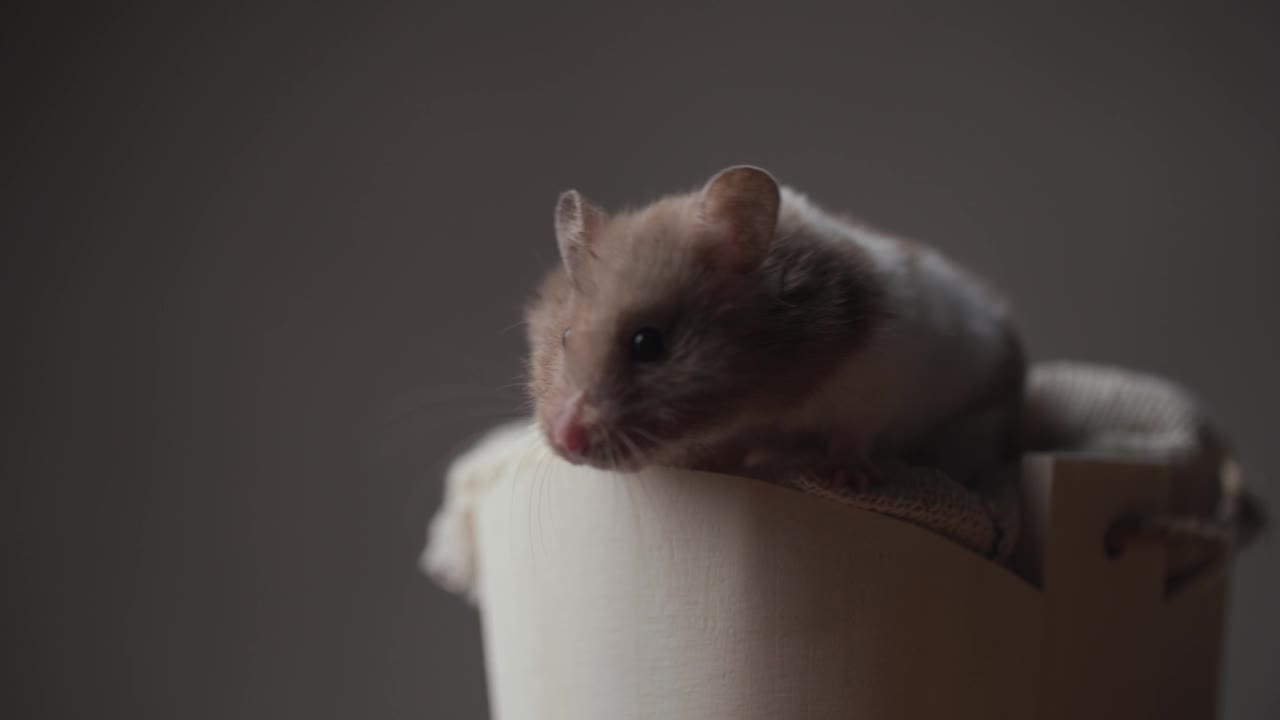 好奇的小叙利亚仓鼠向下看，嗅和移动，而躺在一个舒适的篮子在棕色背景的工作室视频素材