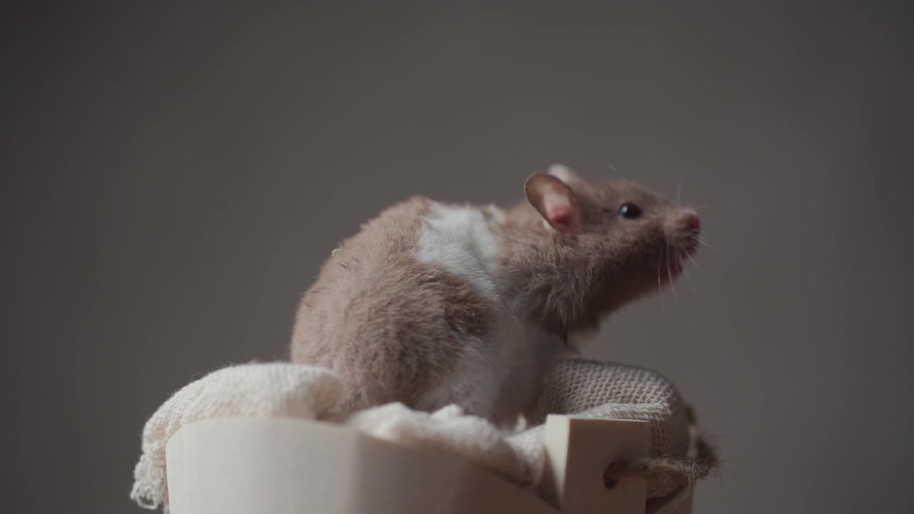 在画室里，可爱的叙利亚小仓鼠坐在舒适的床上，移动鼻子，在棕色背景下四处嗅视频素材