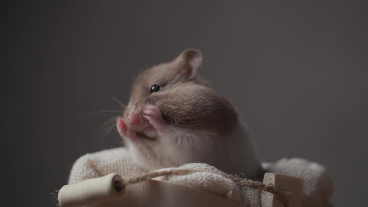 一只小叙利亚仓鼠躺在一个舒适的篮子里，举起双手，清洁鼻子和手，在一个向后看的位置移动，然后走开视频素材
