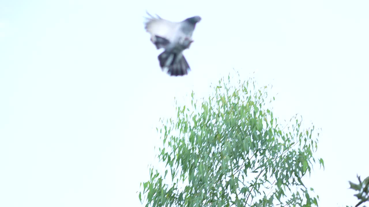 慢镜头飞翔的鸽子在天空中视频素材