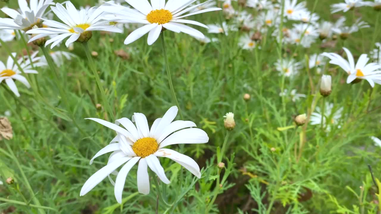 白色和黄色的雏菊生长在草地花园视频素材