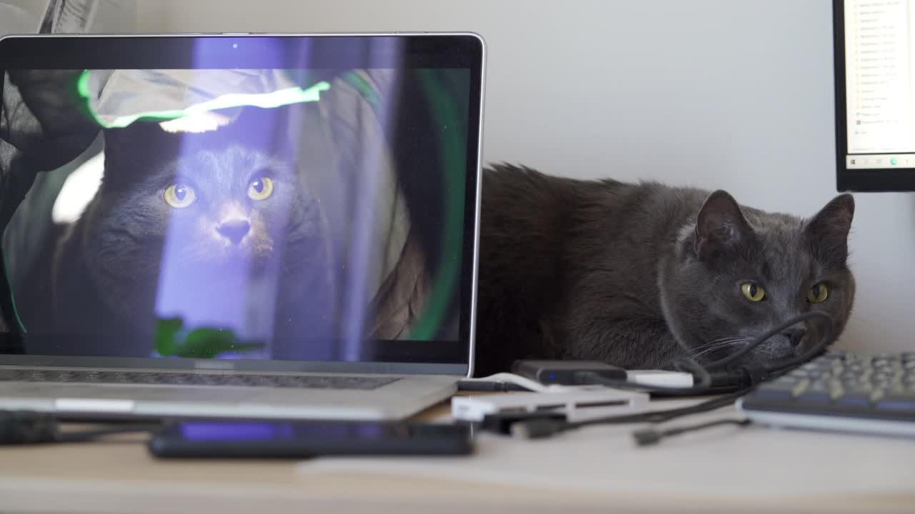 家猫躺在电脑桌上的笔记本电脑旁边，屏幕上有他的照片视频下载