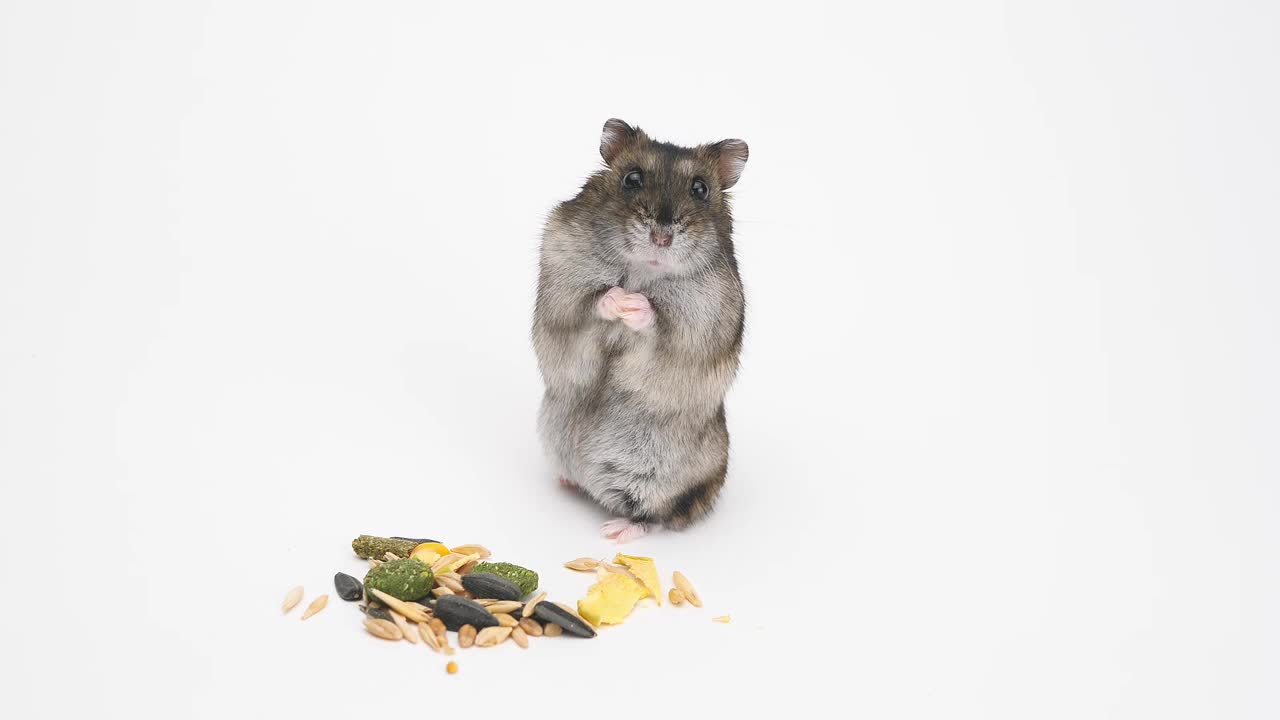 有趣的小仓鼠在白色的背景上吃完东西后洗脸。jungaria仓鼠在一个孤立的背景下吃食物视频素材