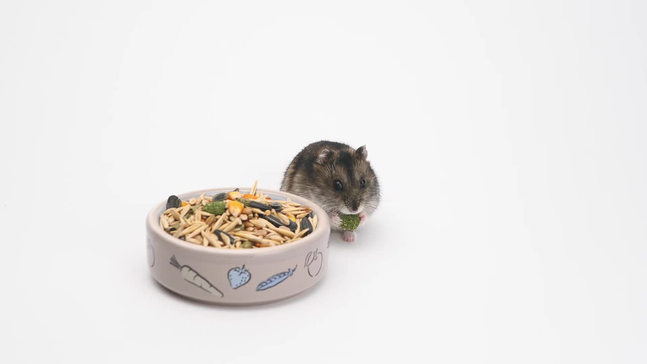 可爱的小仓鼠旁边的碗食物在白色的背景。jungaria仓鼠在一个孤立的背景下吃食物视频素材