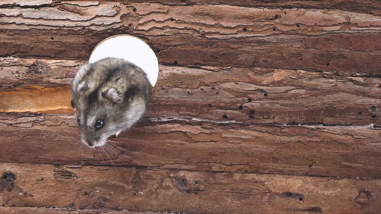 可爱的小仓鼠从木制背景上的一个圆洞里爬出来。一只仓鼠从洞里跑出来视频素材