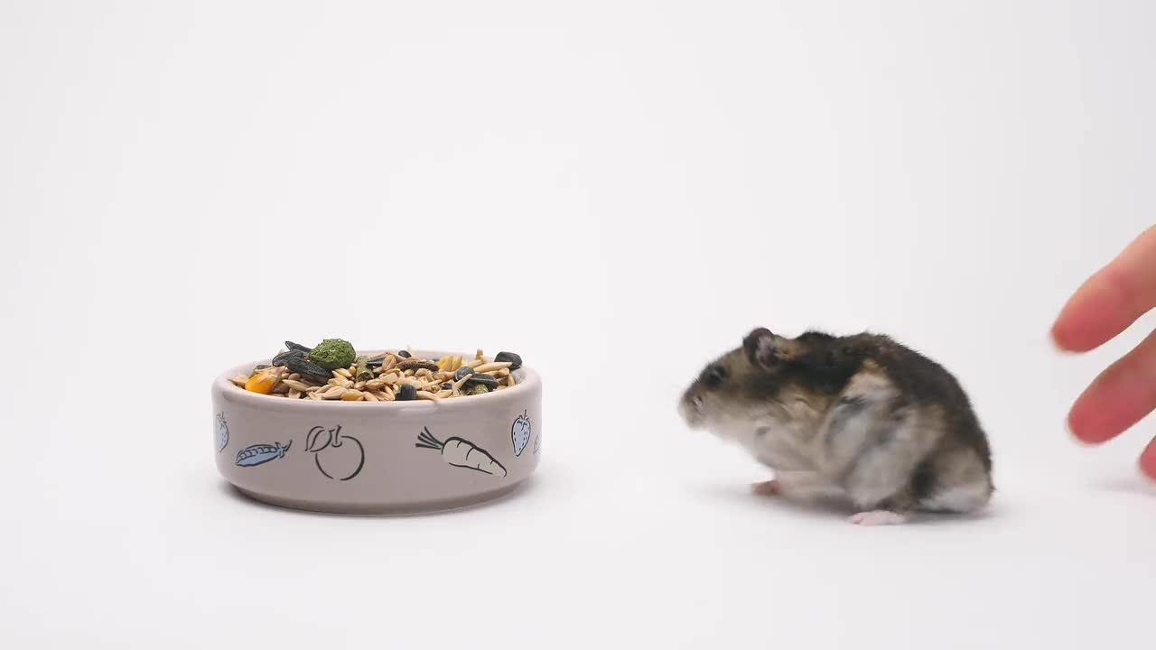可爱的小仓鼠旁边的碗食物在白色的背景。jungaria仓鼠在一个孤立的背景下吃食物视频素材