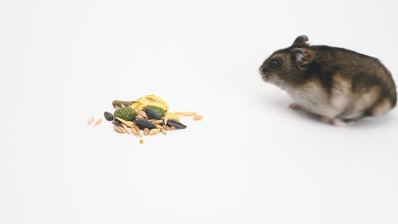 可爱的小仓鼠吃附近的碗食物在白色的背景。jungaria仓鼠在一个孤立的背景下吃食物视频素材