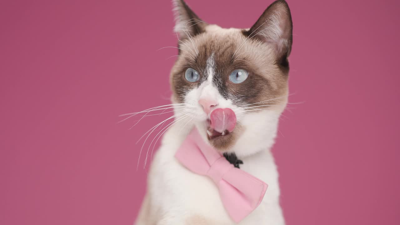 可爱的梅蒂斯猫舔着她的嘴，看着一边，戴着粉红色的领结视频下载