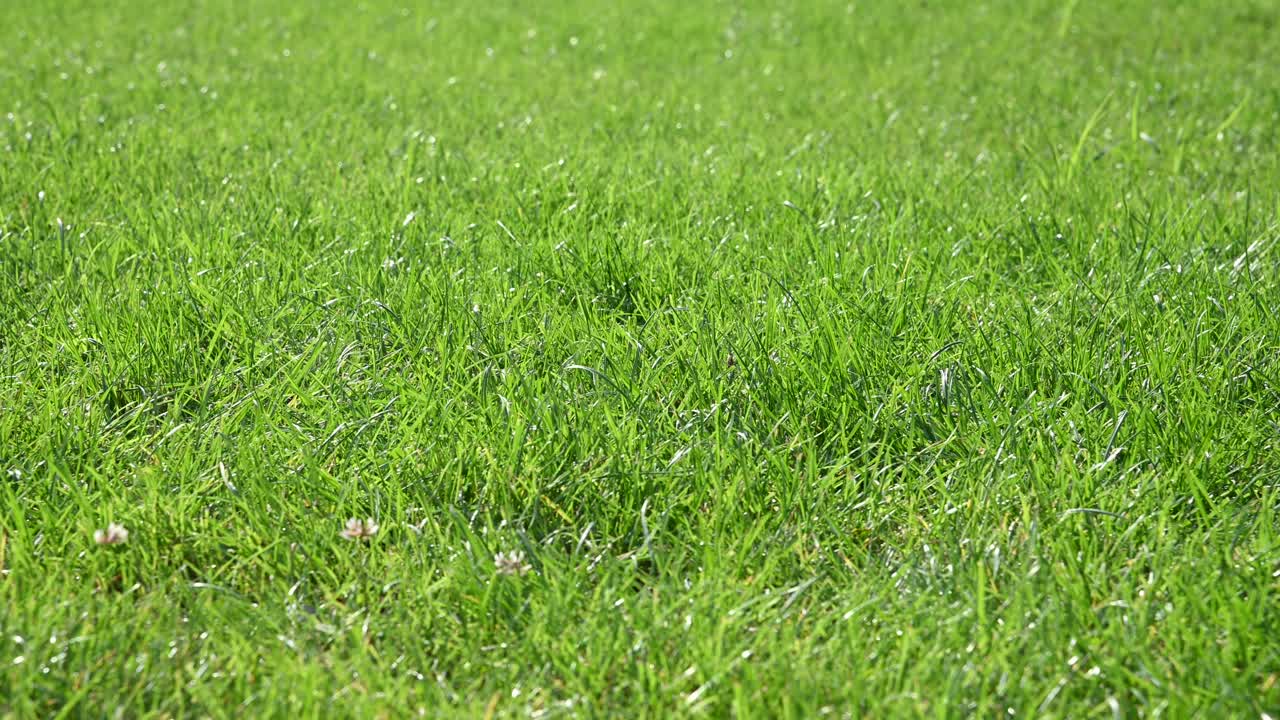 足球在绿色的草地上滚动视频素材