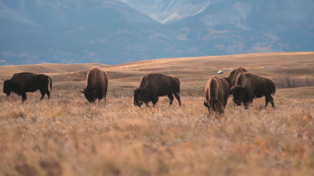 一群野牛在牧场上吃草，背景是山脉视频购买