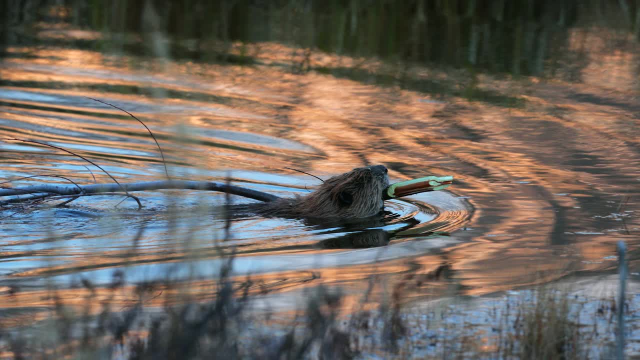 TS/MS 4K拍摄的美国海狸(Castor)在日落时在池塘里游泳视频下载