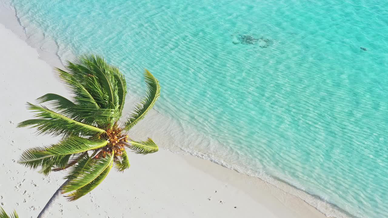 鸟瞰马尔代夫的棕榈树和沙滩视频素材