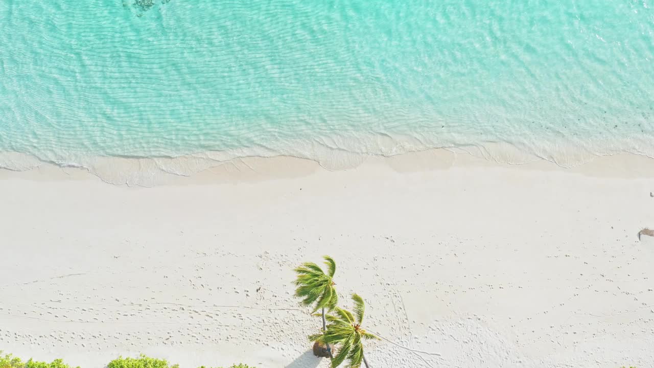 鸟瞰马尔代夫的棕榈树和沙滩视频素材