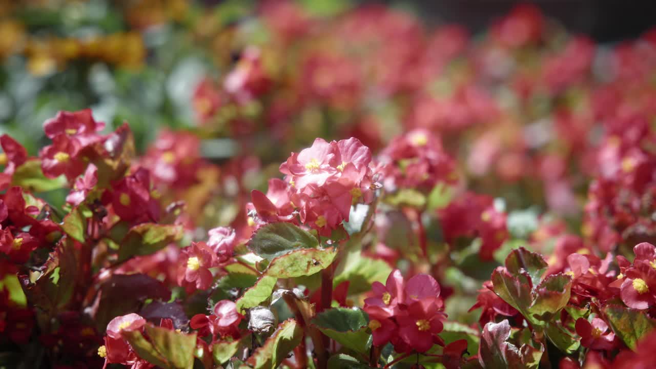 红花在花园里盛开视频下载